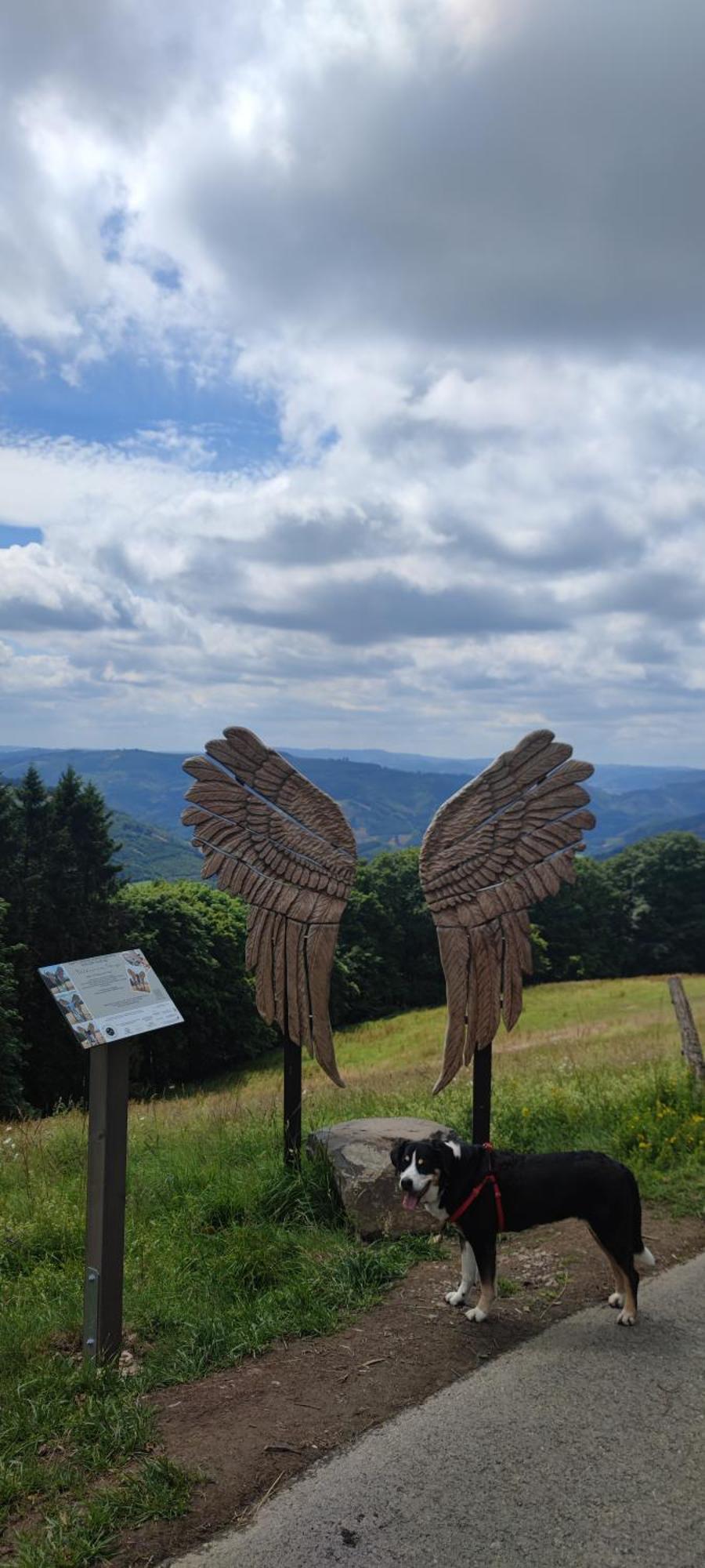 Modernes Rhombushaus Im Naturparadies Sauerland 발베 외부 사진